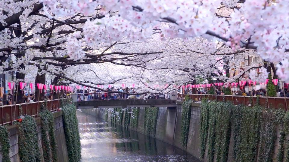 du-lich-nhat-ban-ngam-hoa-anh-dao-tai-tokyo
